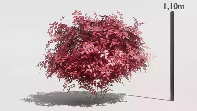 Plant Cornus Alba Baton Rogue Low-poly 3D model