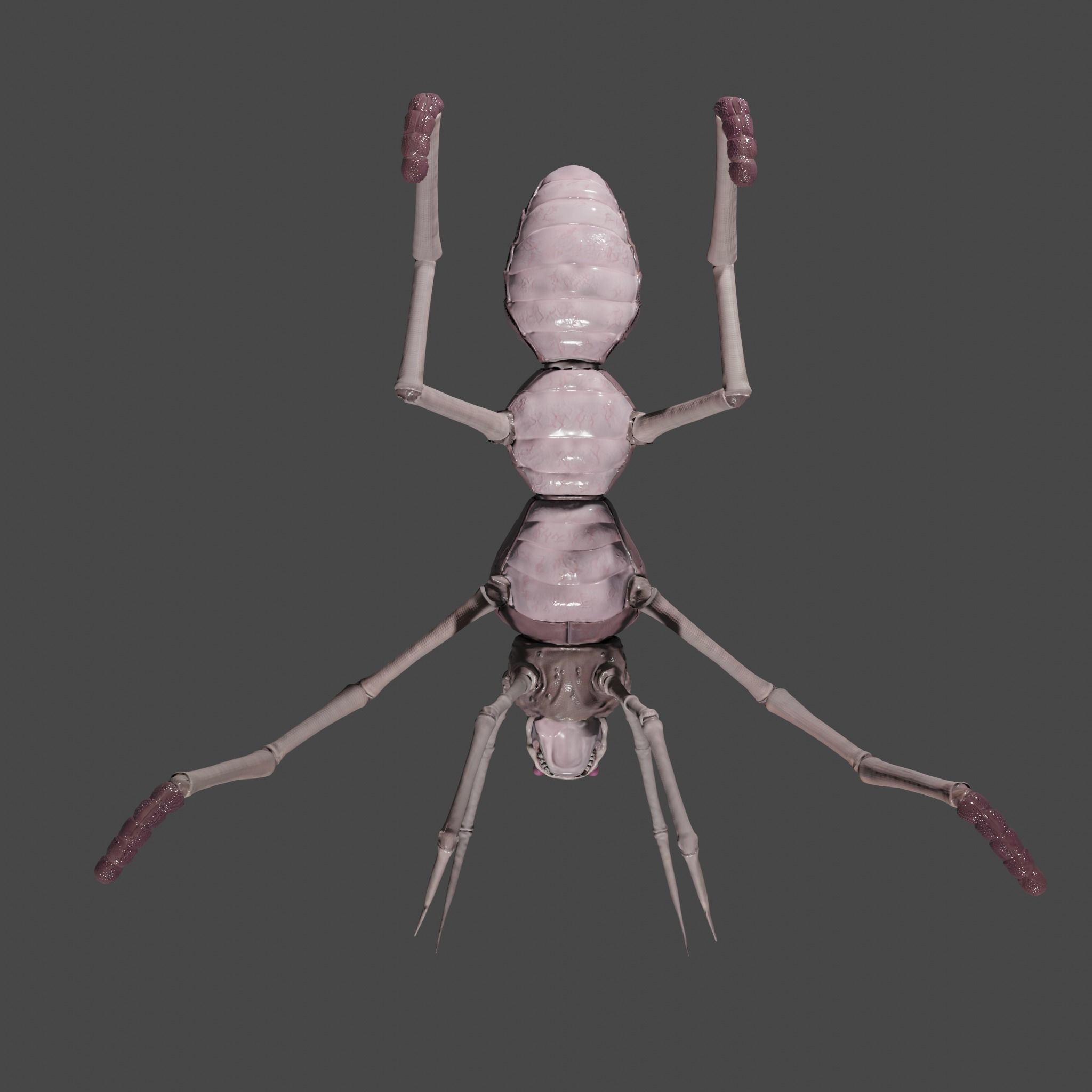  Arthropoda creature Low-poly 3D model_3