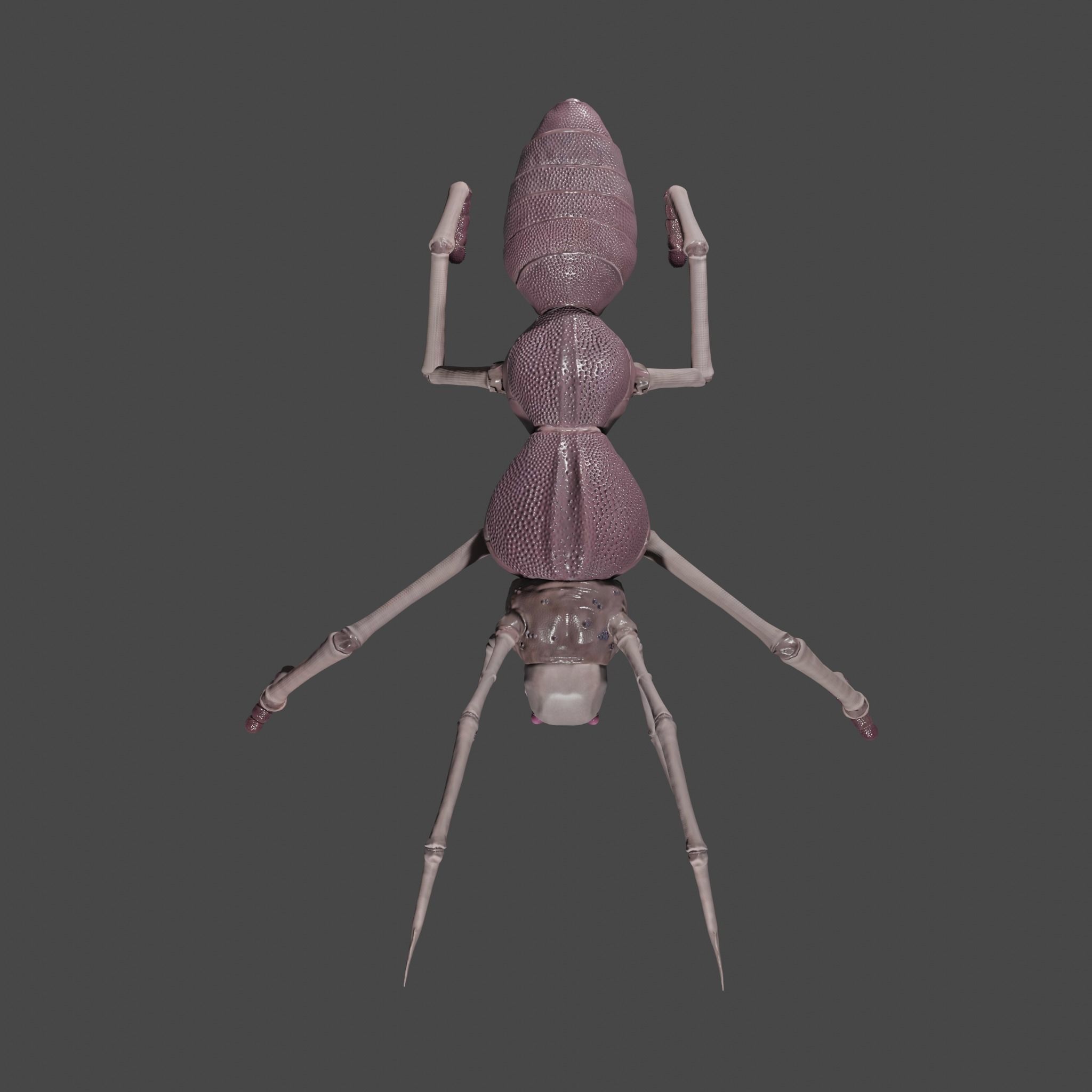 Arthropoda creature Low-poly 3D model_2