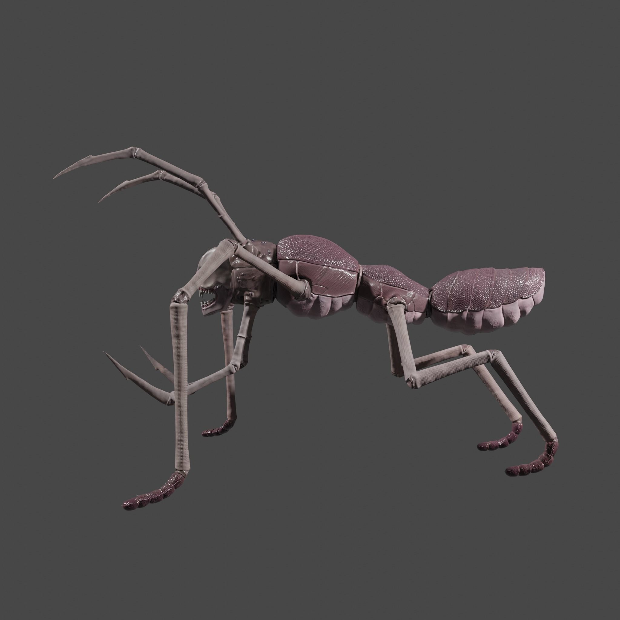  Arthropoda creature Low-poly 3D model_4