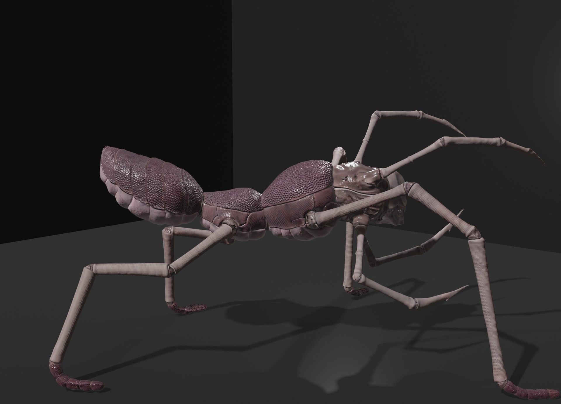  Arthropoda creature Low-poly 3D model_6