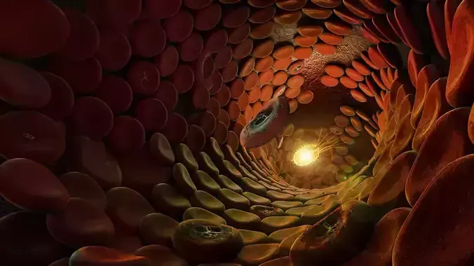 Blood Cells 3D model