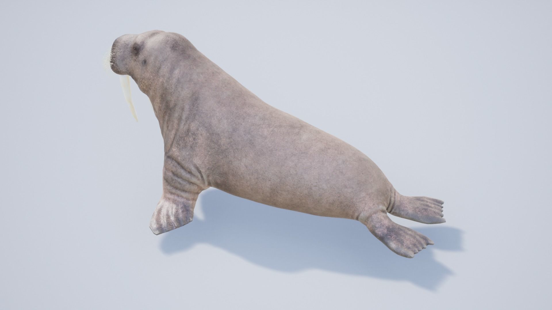 Walrus Low-poly 3D model_10