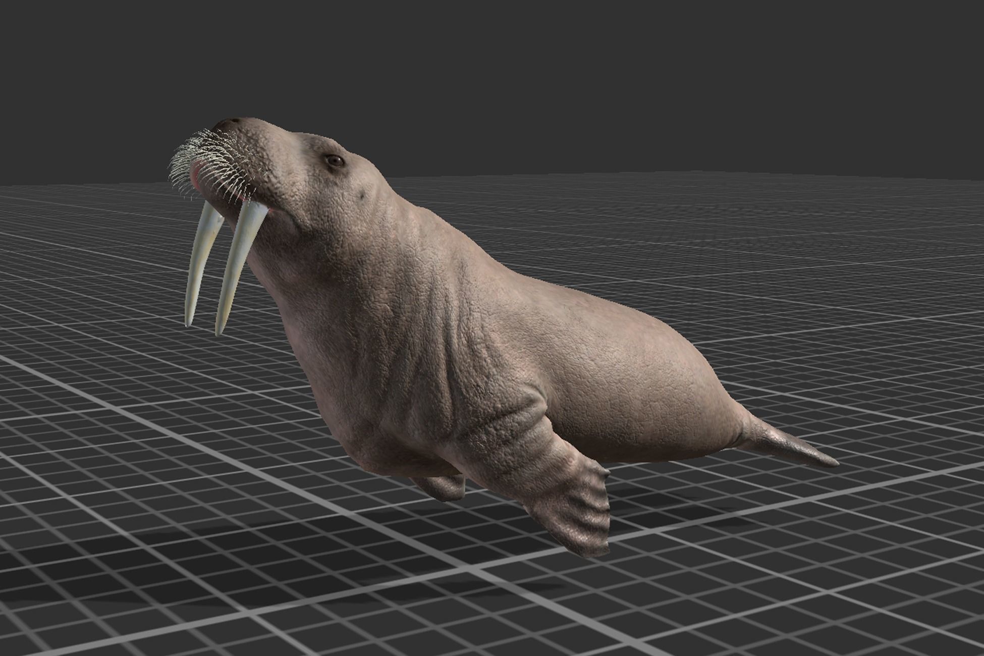 Walrus Low-poly 3D model_9