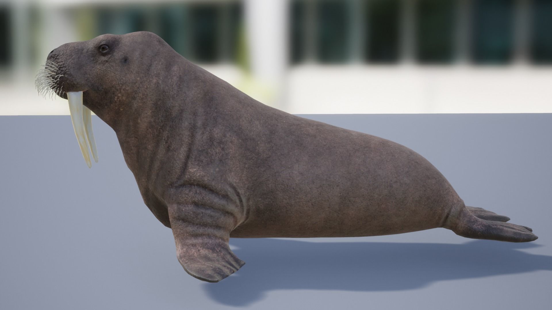 Walrus Low-poly 3D model_6