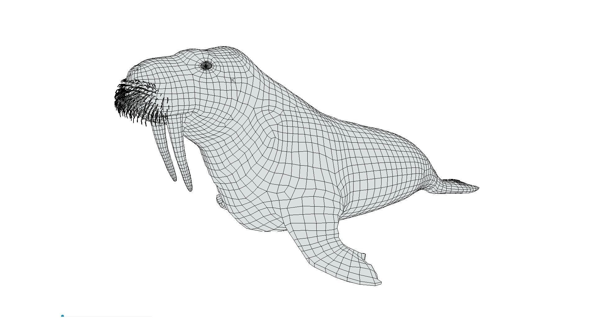 Walrus Low-poly 3D model_3
