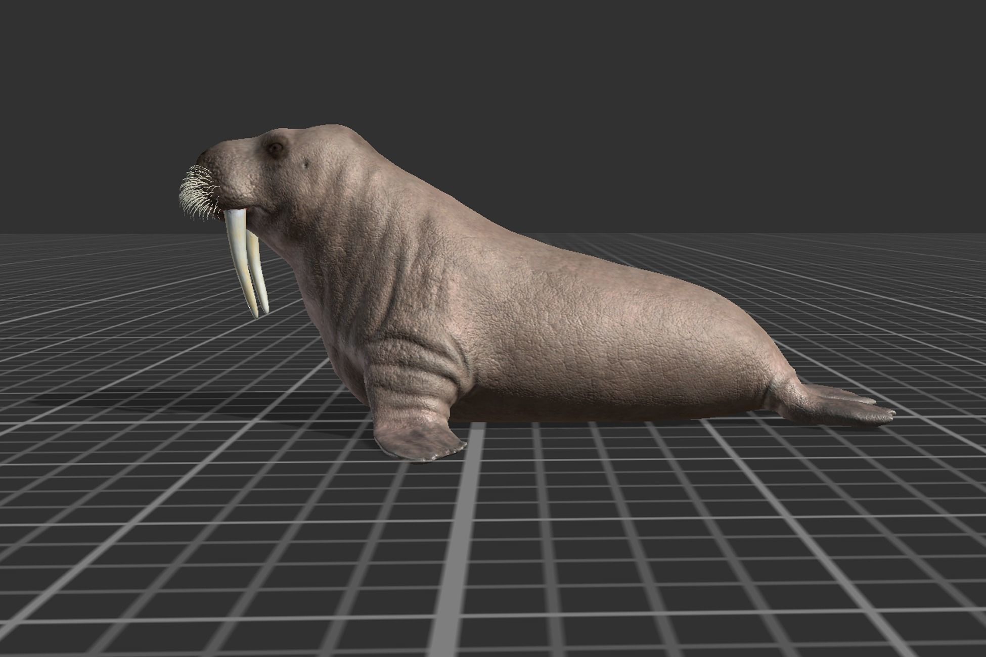 Walrus Low-poly 3D model_2