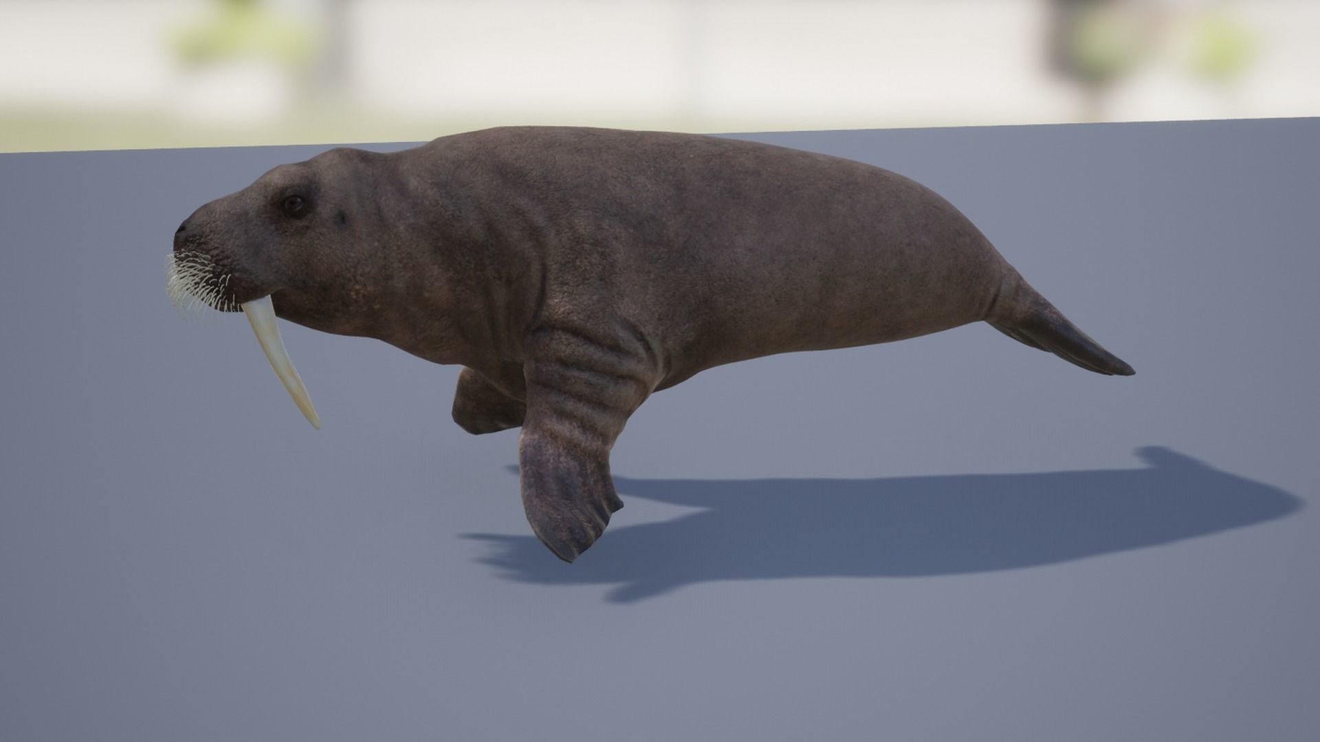 Walrus Low-poly 3D model_11