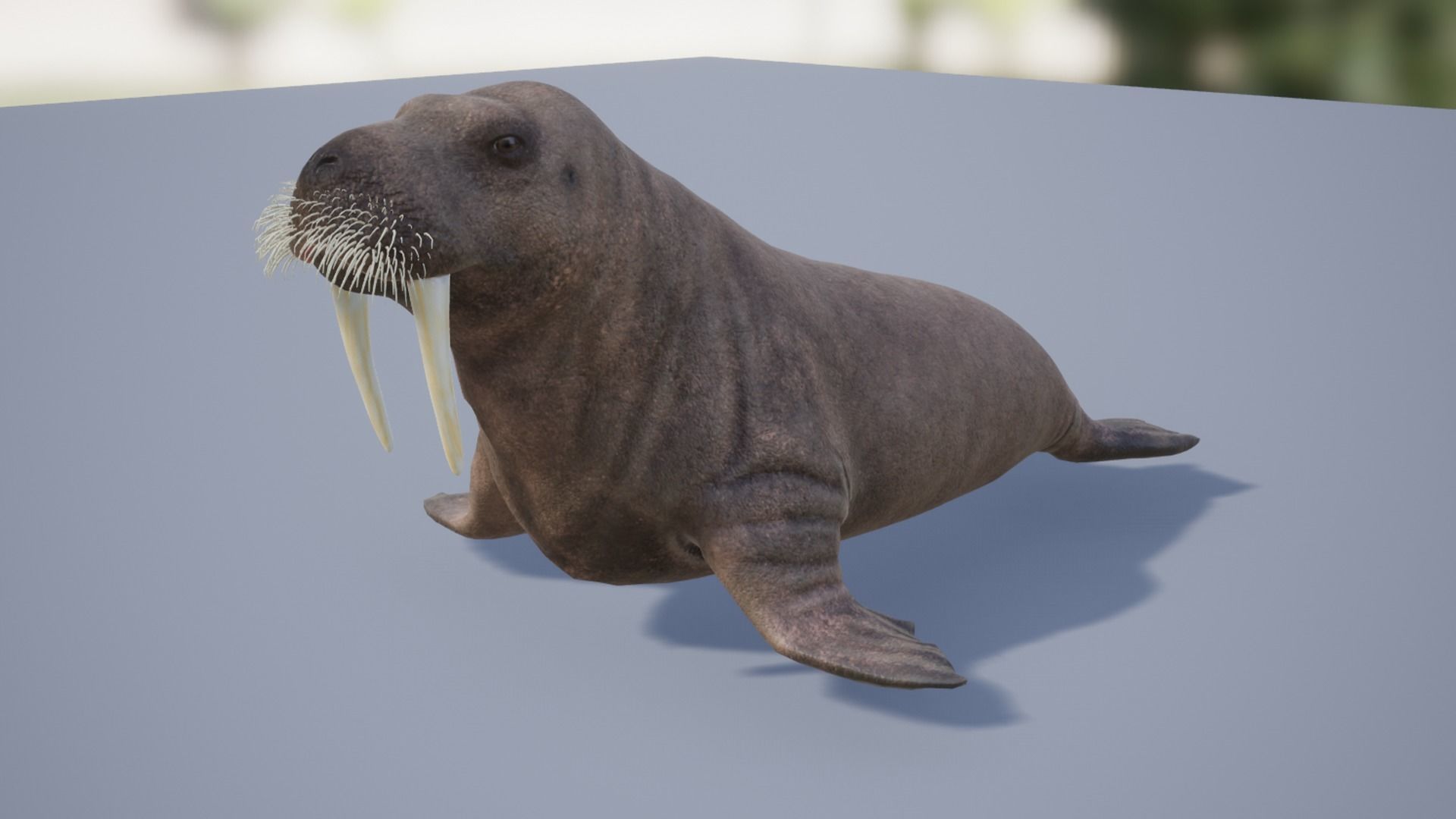 Walrus Low-poly 3D model_8