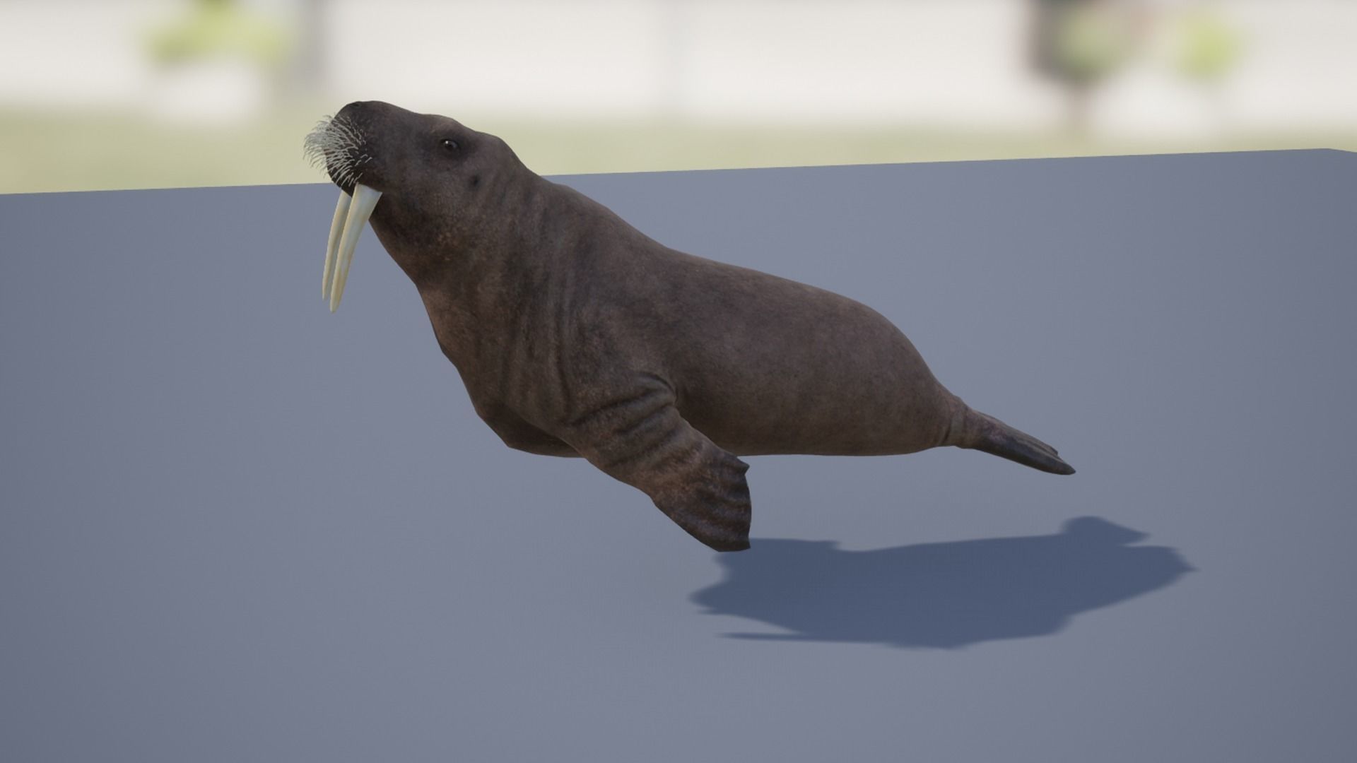 Walrus Low-poly 3D model_12