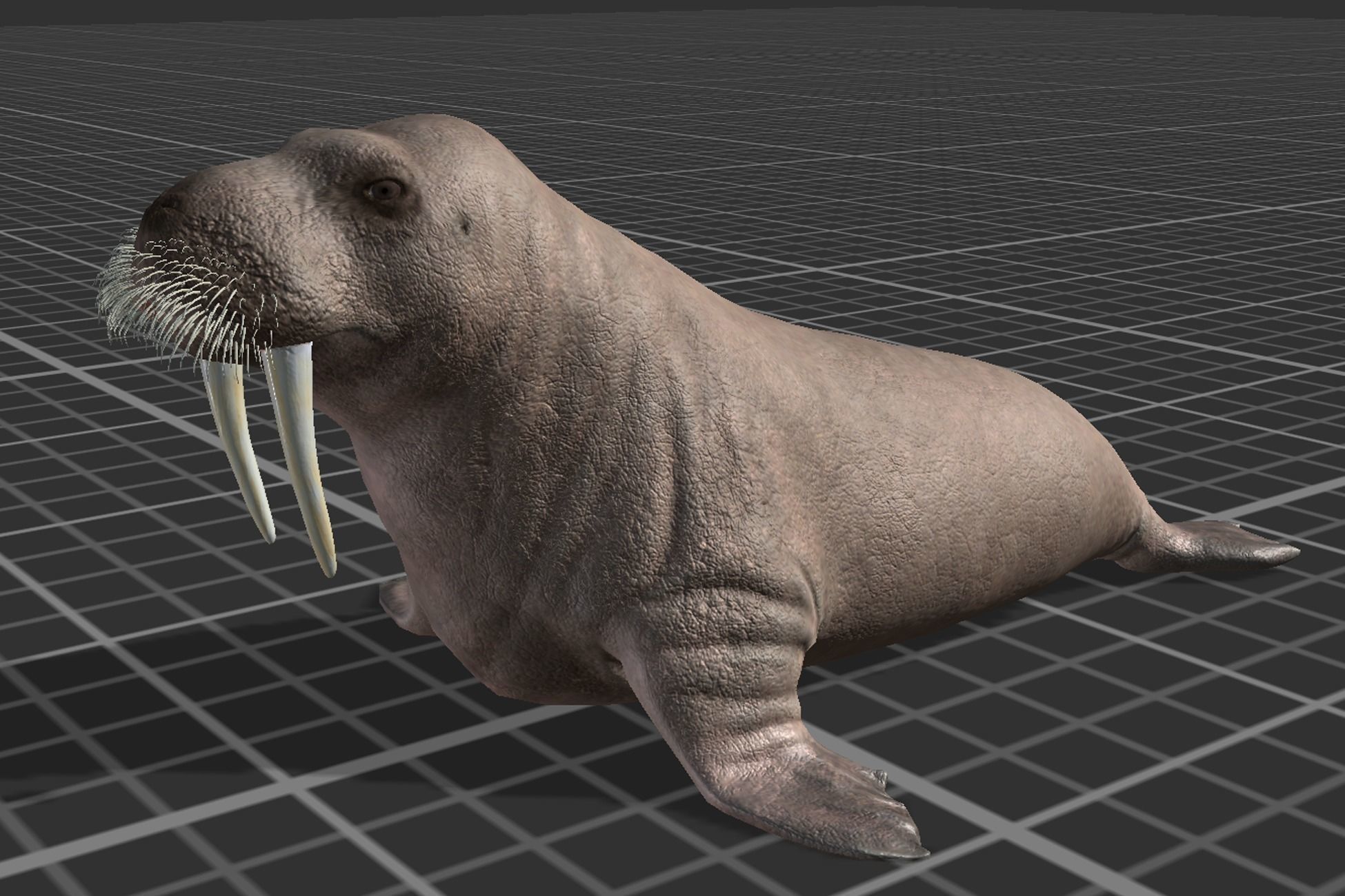 Walrus Low-poly 3D model_4