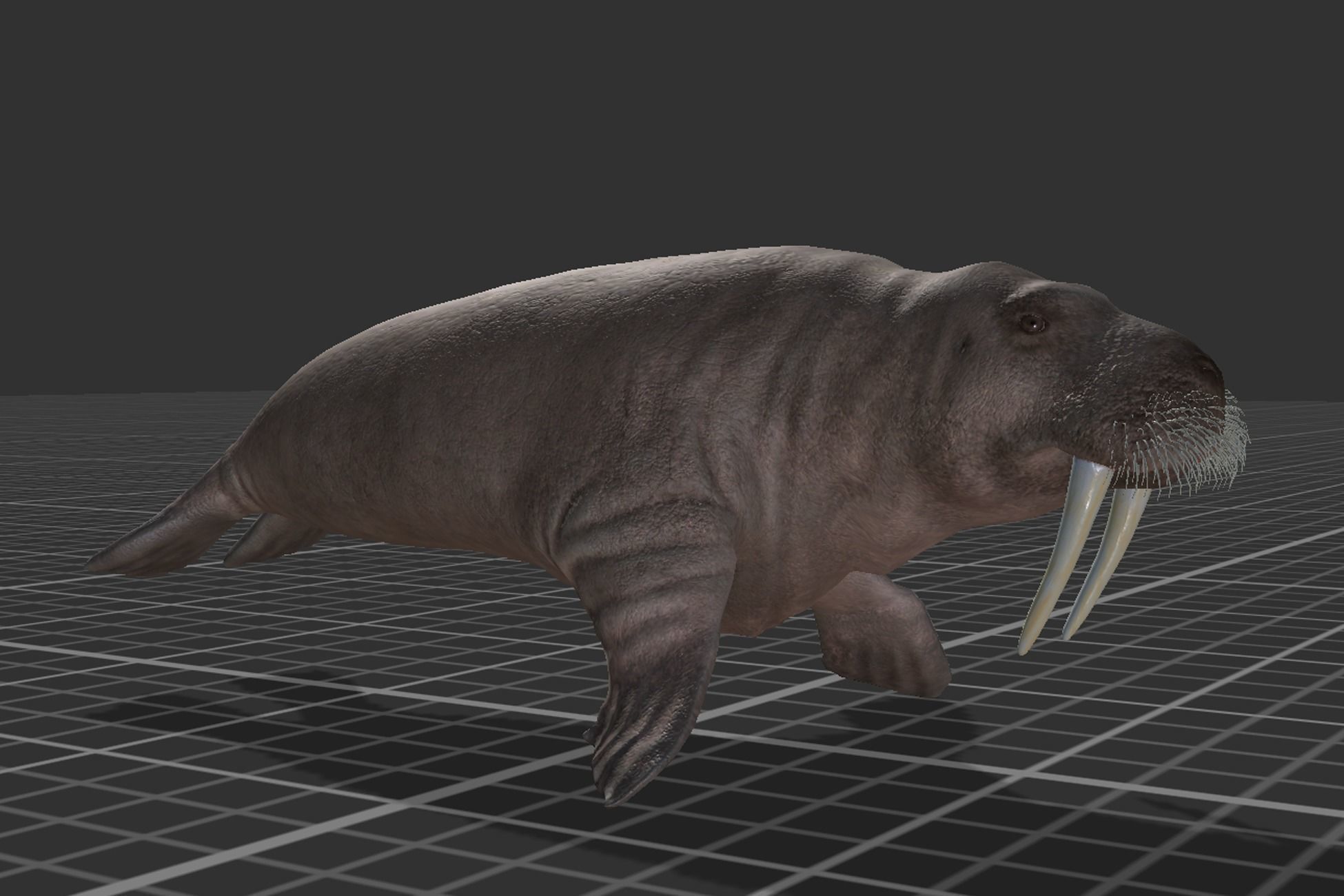 Walrus Low-poly 3D model_7