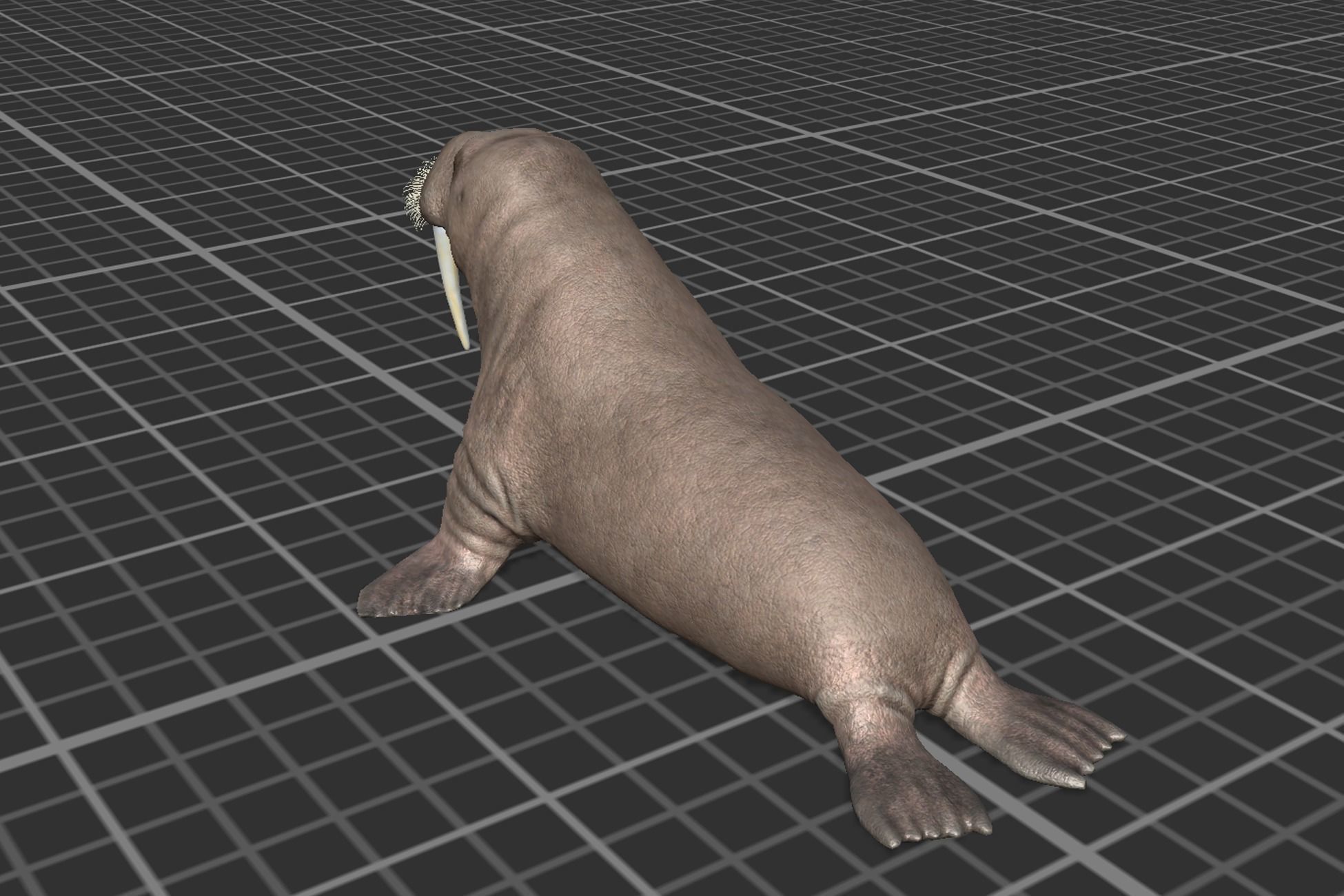 Walrus Low-poly 3D model_5