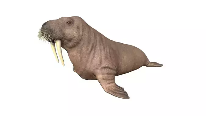 Walrus Low-poly 3D model