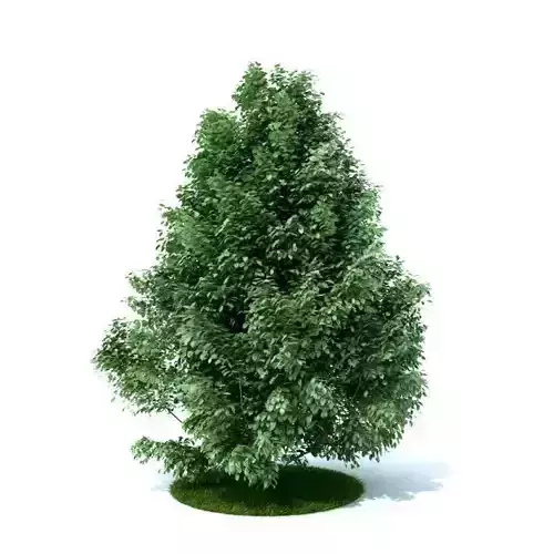 Green Mini Flowing Bush