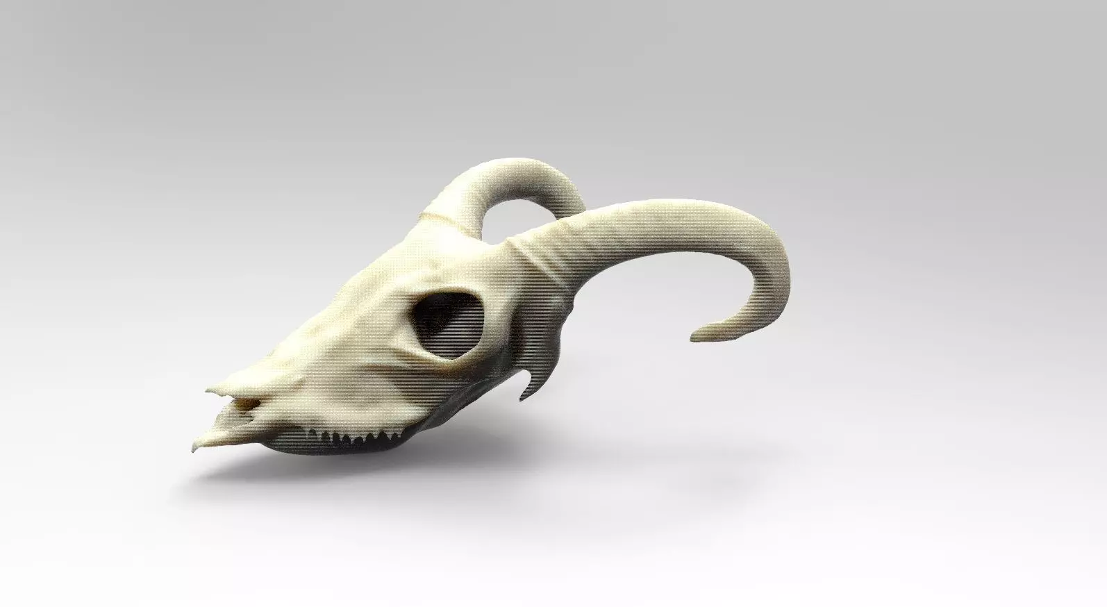 Goat Scull 3D model_0