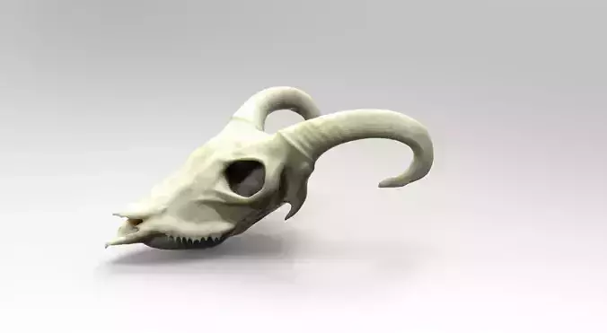Goat Scull 3D model