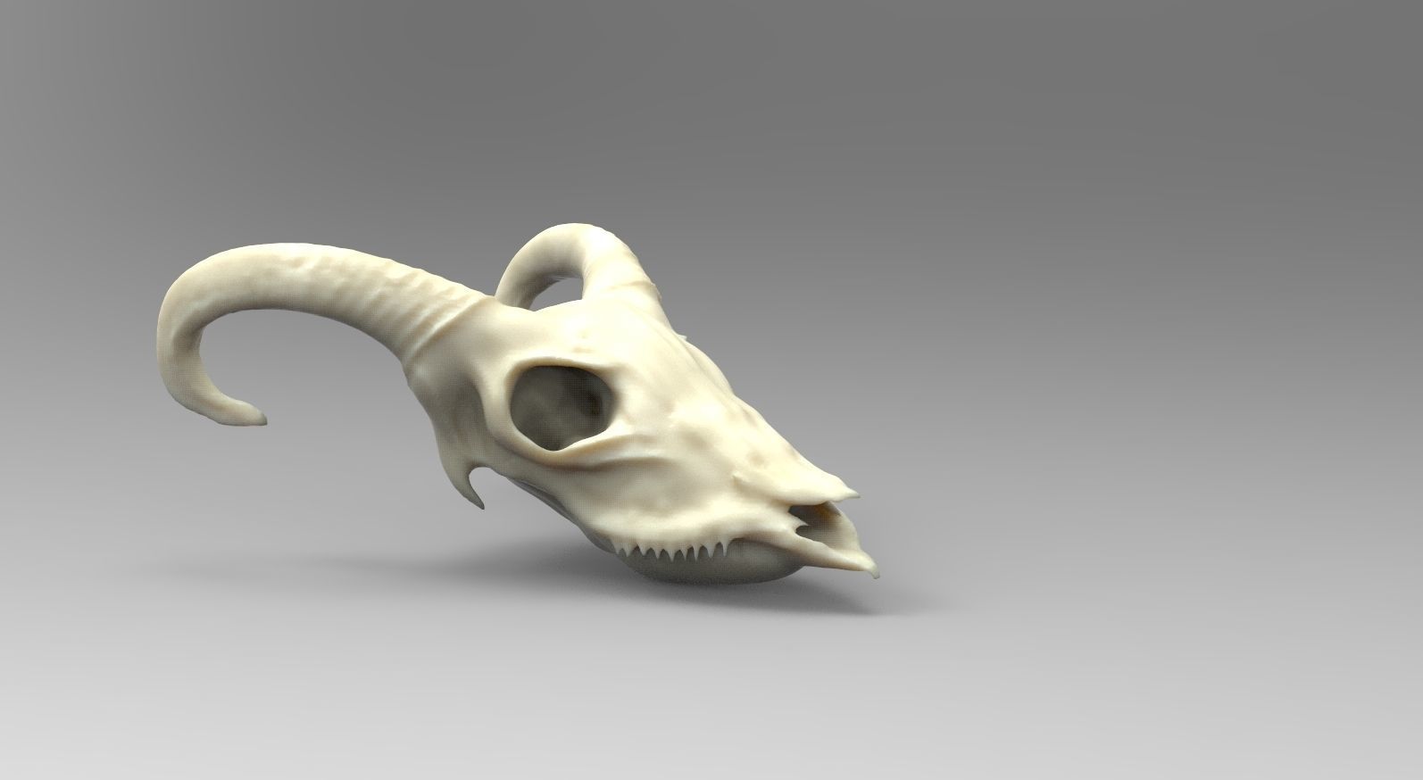 Goat Scull 3D model_1