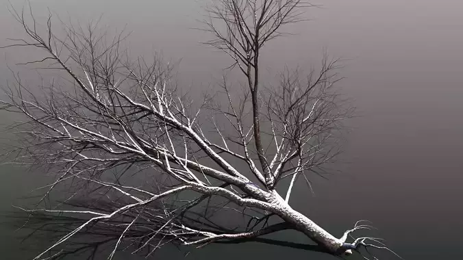 Snow covered trees winter trees with parametric material 3D model