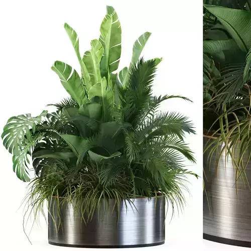 Plants collection 546 3D model