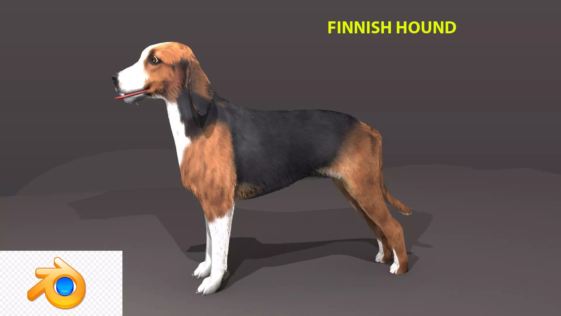 FINNISH HOUND 3D model_0