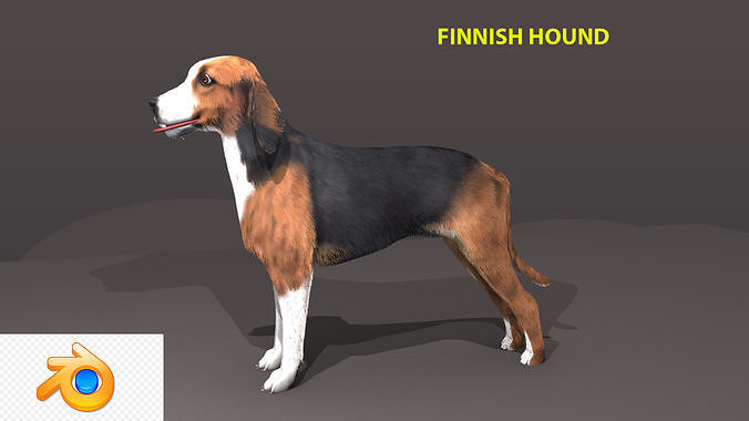 FINNISH HOUND 3D model