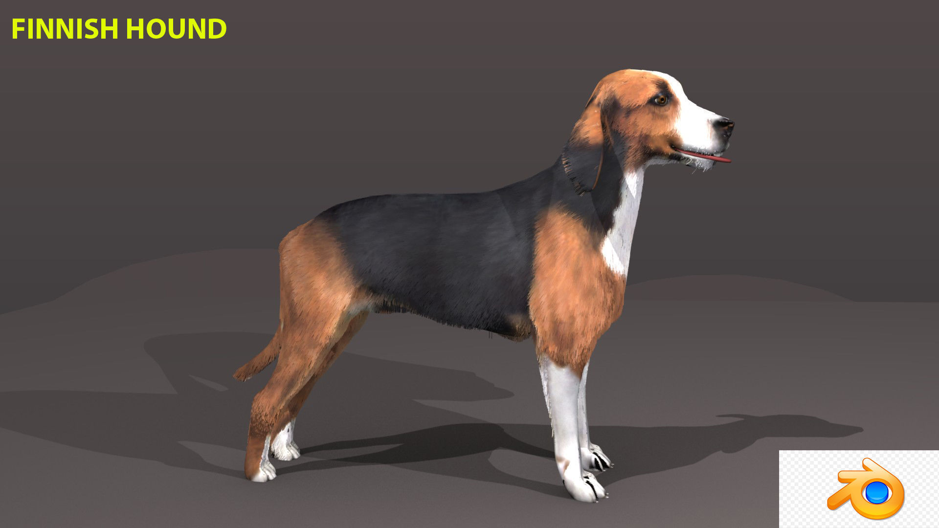 FINNISH HOUND 3D model_3