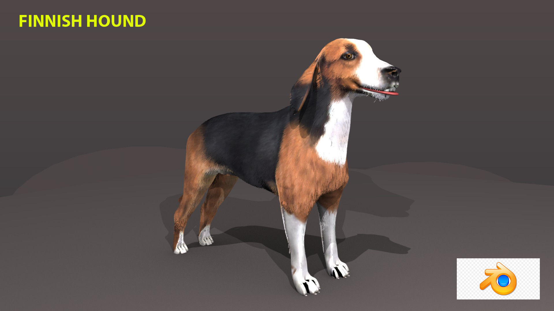 FINNISH HOUND 3D model_1