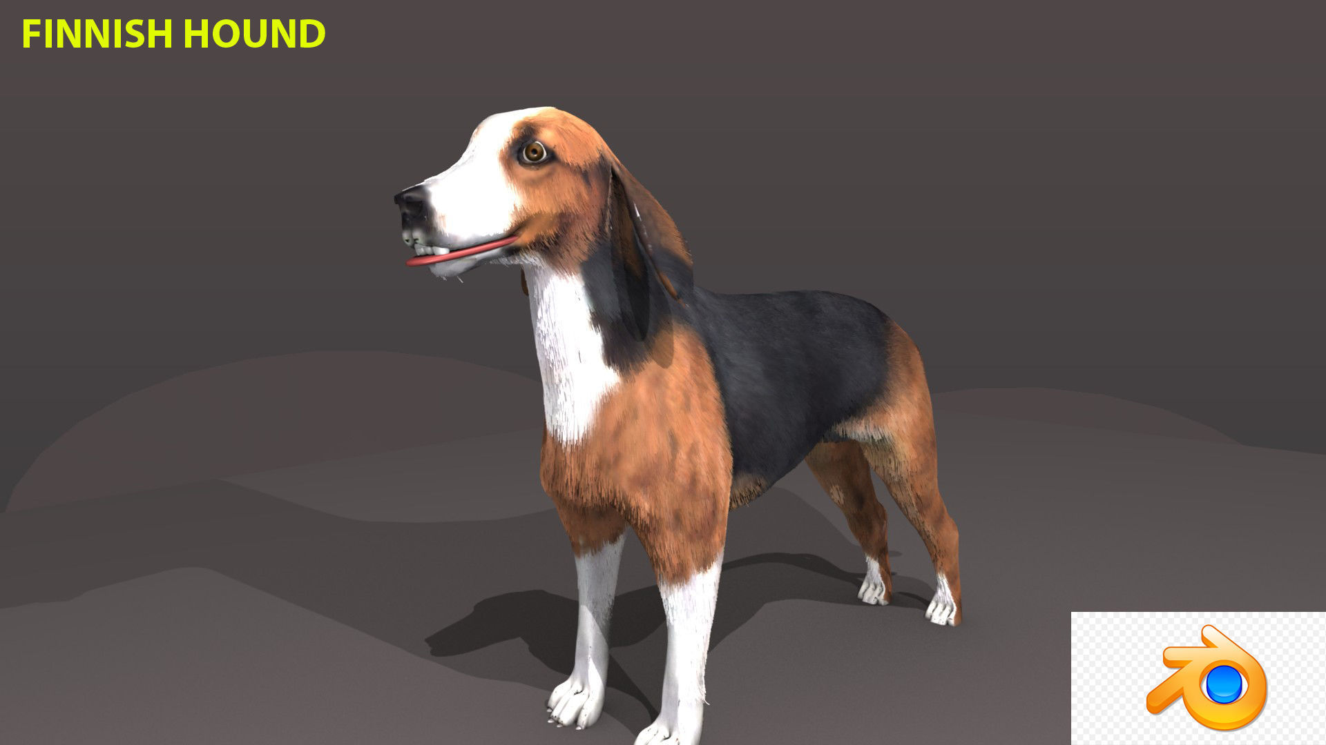 FINNISH HOUND 3D model_2