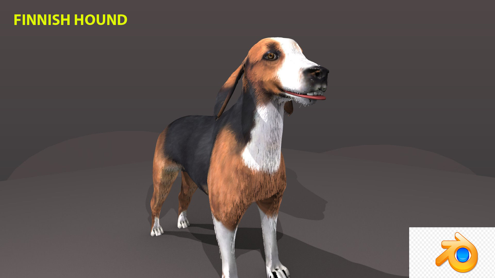 FINNISH HOUND 3D model_4