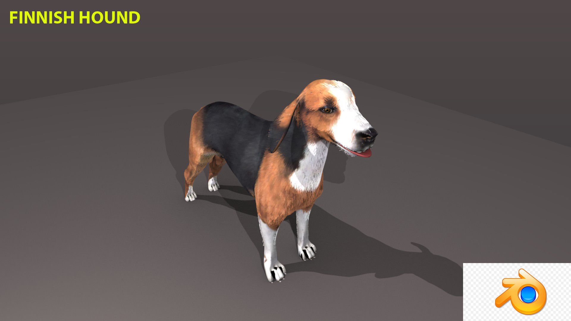 FINNISH HOUND 3D model_5
