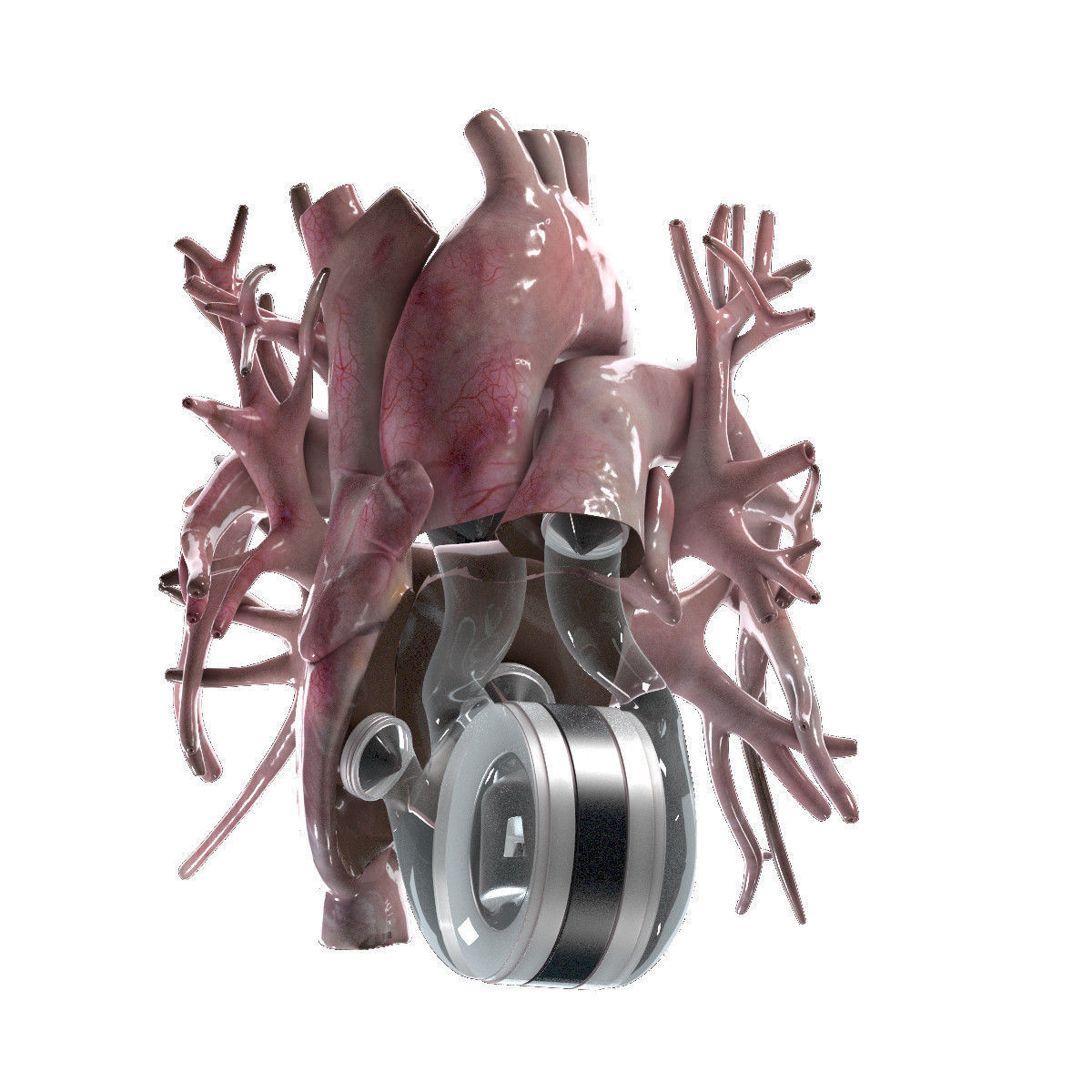 Artificial Human Heart Beating 3D model_6