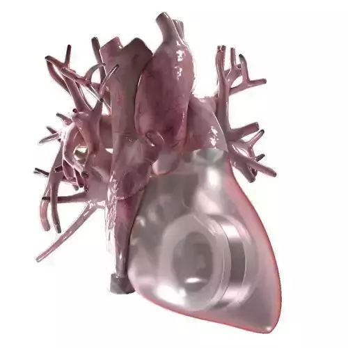 Artificial Human Heart Beating 3D model