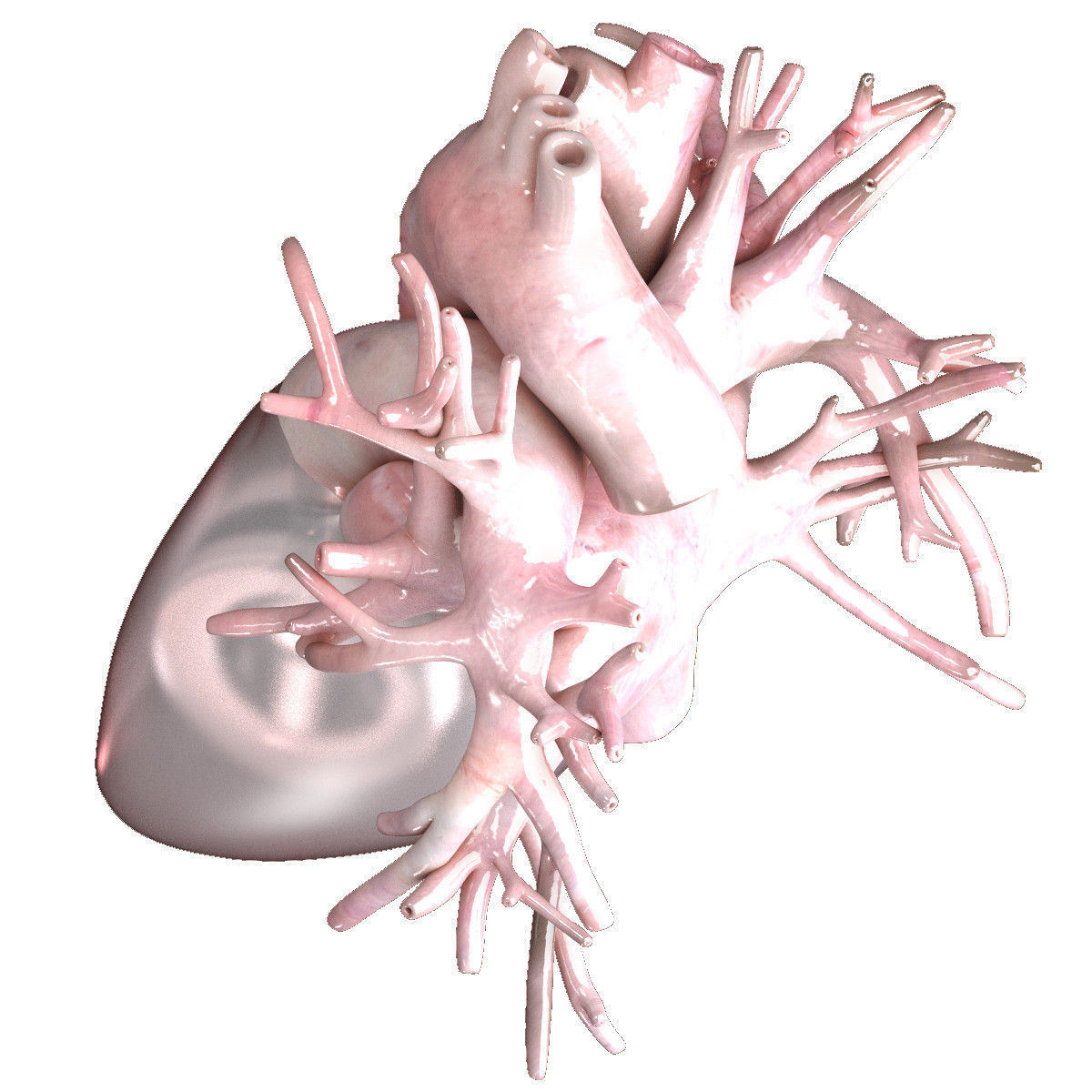 Artificial Human Heart Beating 3D model_5