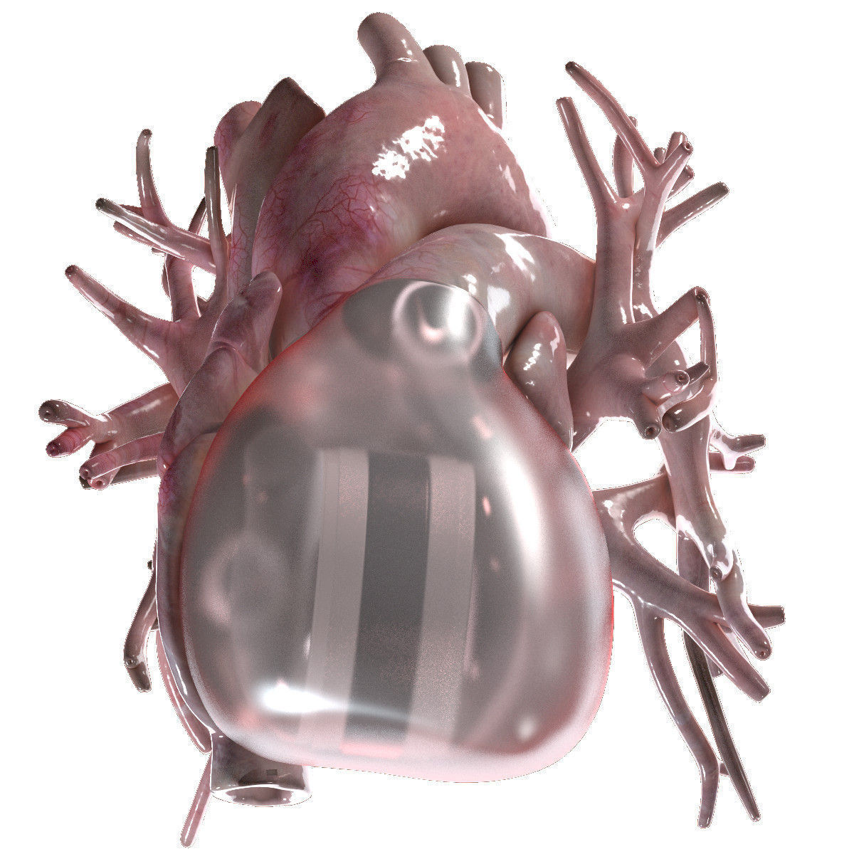 Artificial Human Heart Beating 3D model_3