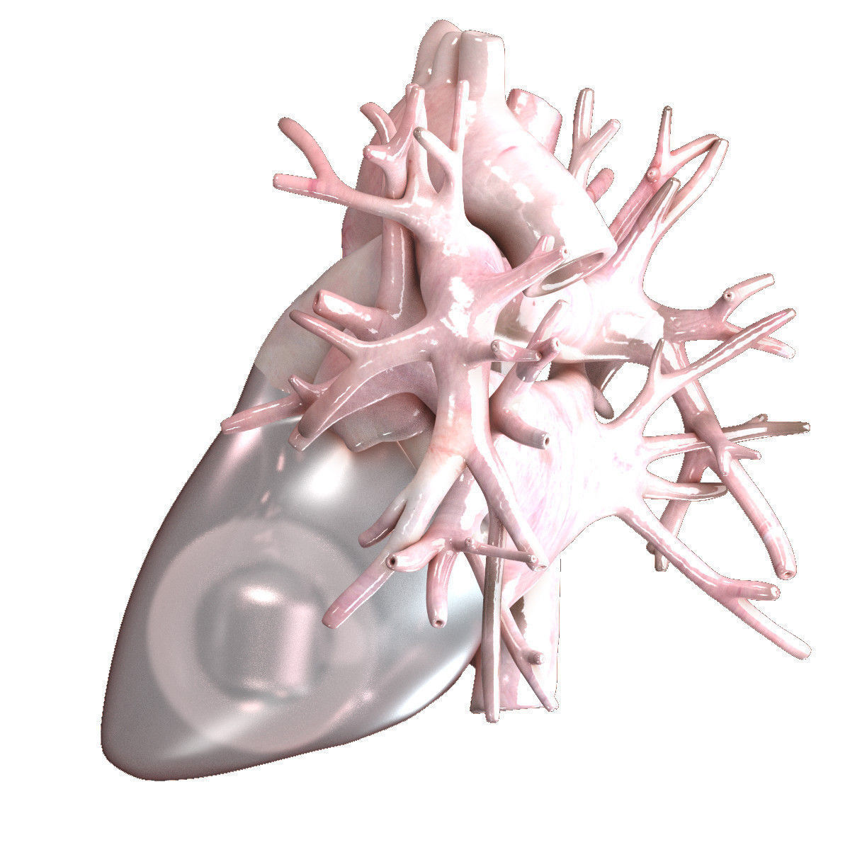 Artificial Human Heart Beating 3D model_4