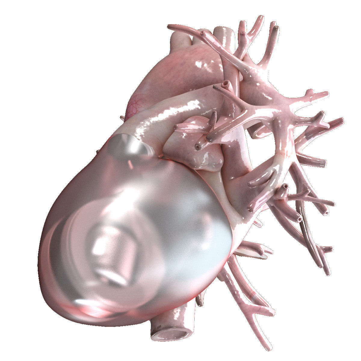 Artificial Human Heart Beating 3D model_2