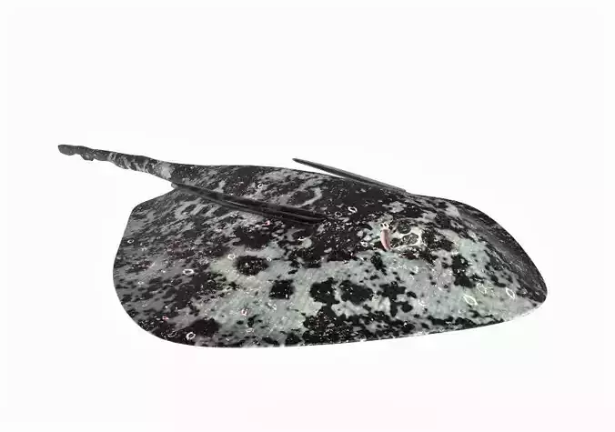 Round Ribbontail Ray Fish