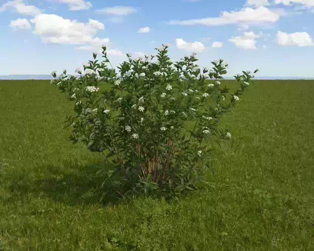 Dogwood Bailey Redtwig