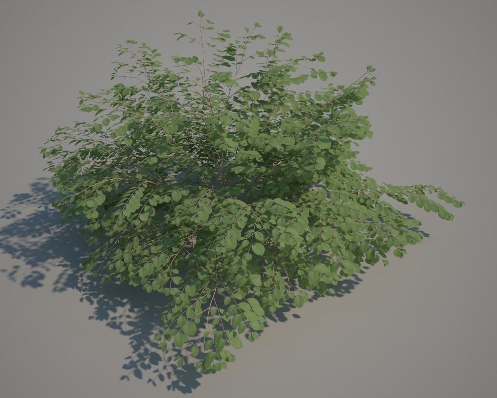 Snowberry plant 3D model_2