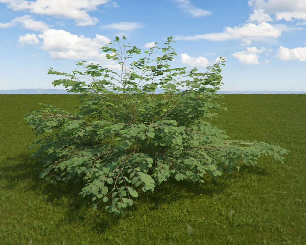 Snowberry plant 3D model_0