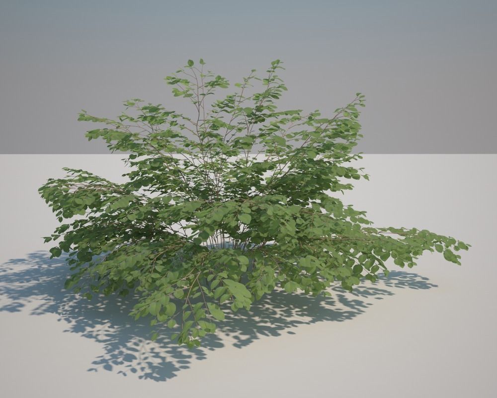 Snowberry plant 3D model_1