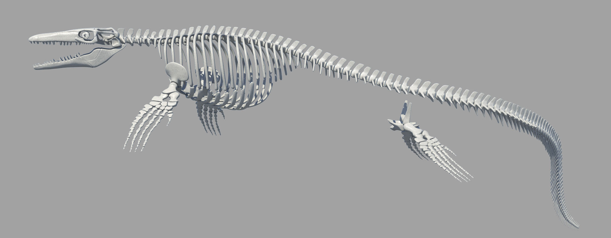 Mosasaurus Hoffmanni Historically Accurate 3D model_2