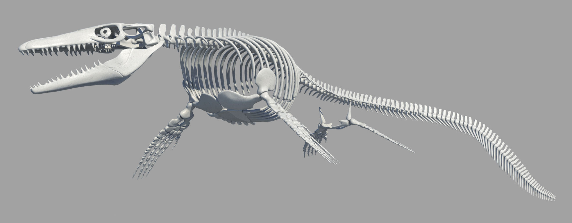 Mosasaurus Hoffmanni Historically Accurate 3D model_4