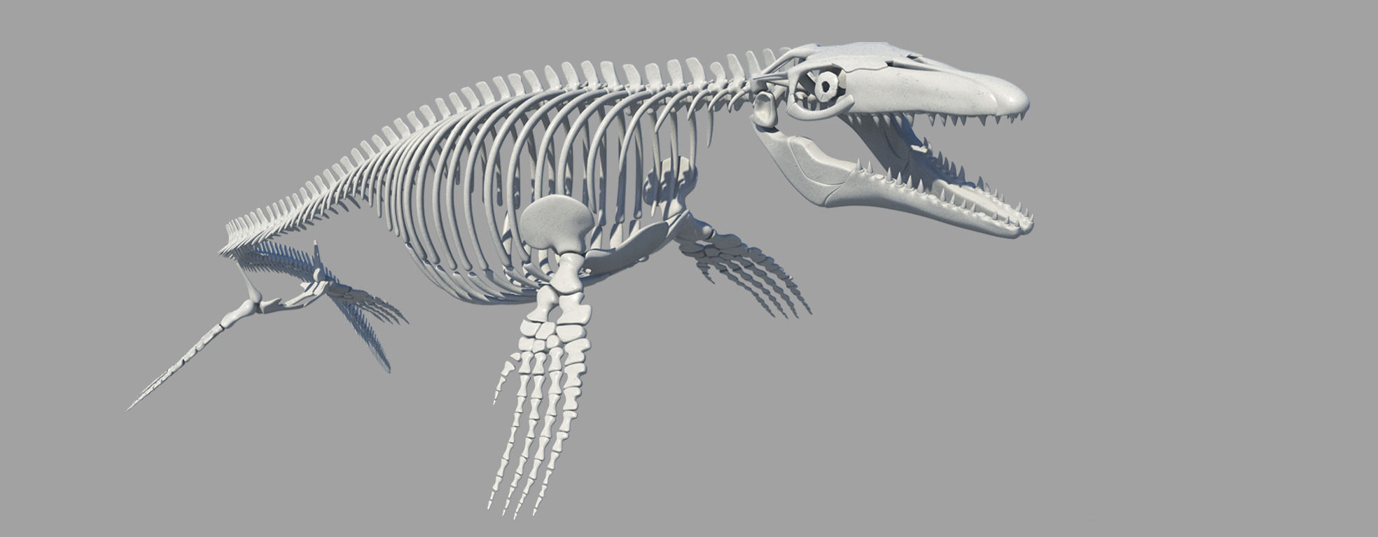 Mosasaurus Hoffmanni Historically Accurate 3D model_3