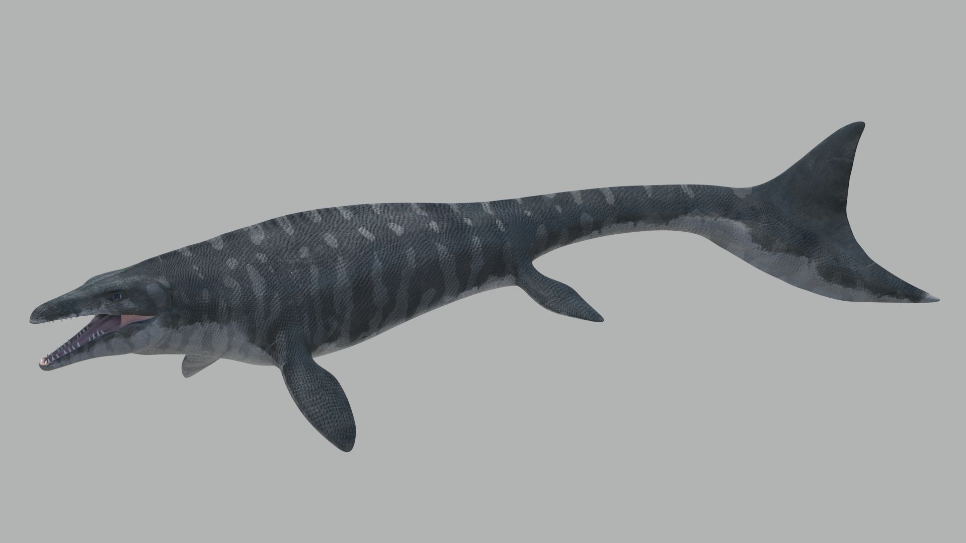Mosasaurus Hoffmanni Historically Accurate 3D model_0