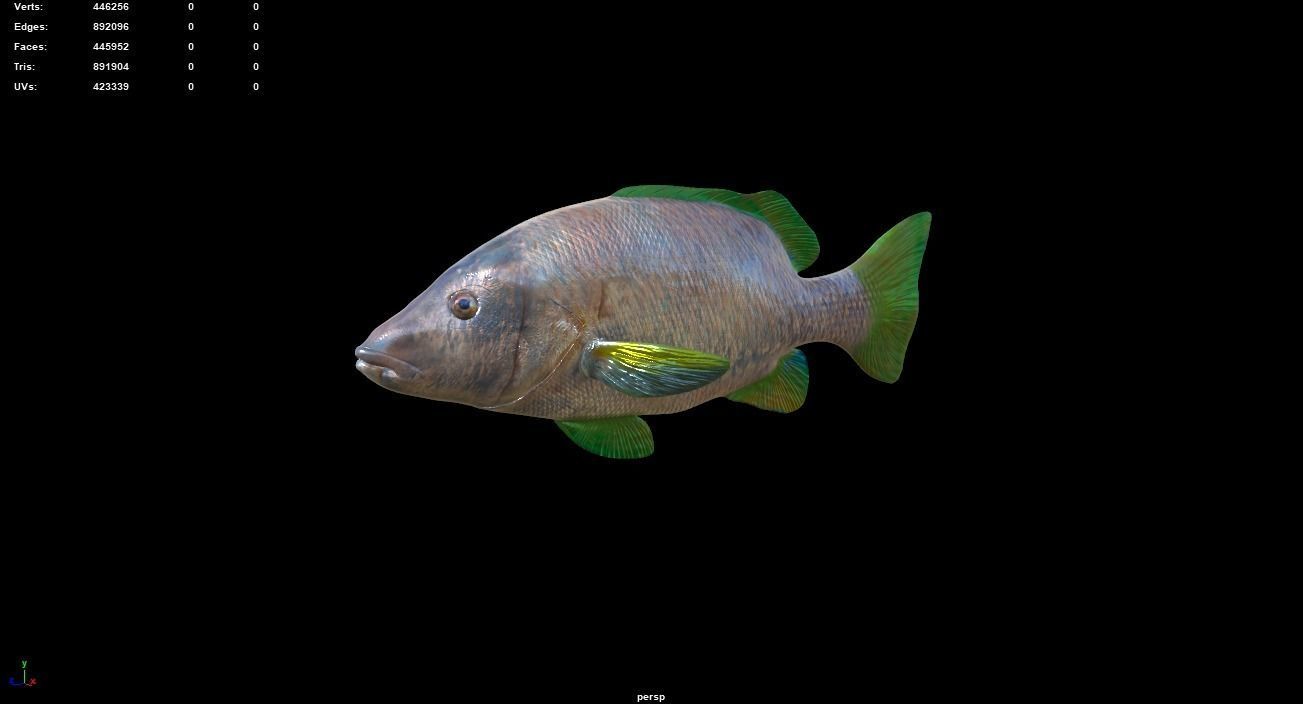 Big Eye Snapper 3D model_1
