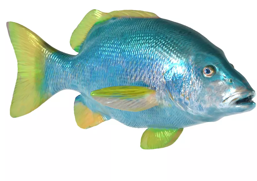 Big Eye Snapper 3D model_0
