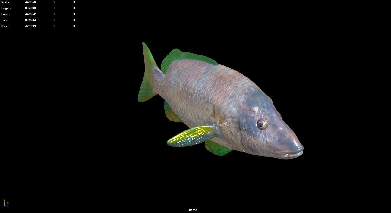 Big Eye Snapper 3D model_6