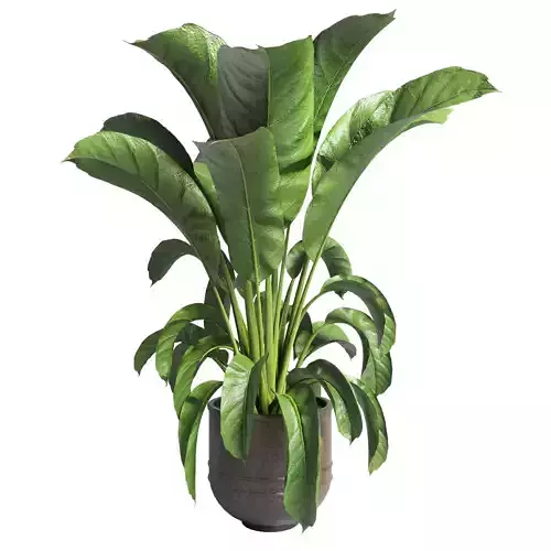 Indoor plant 70 metal old dirt vase plant pot